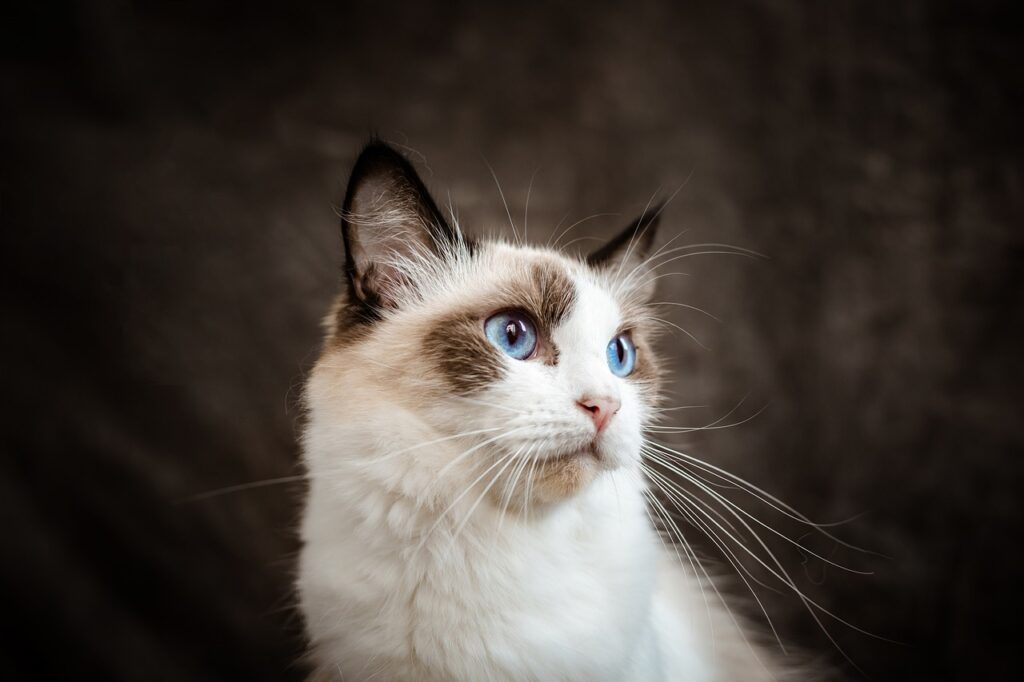 raza gato ragdoll