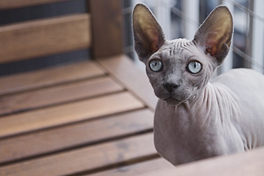 razas de gatos sphynx