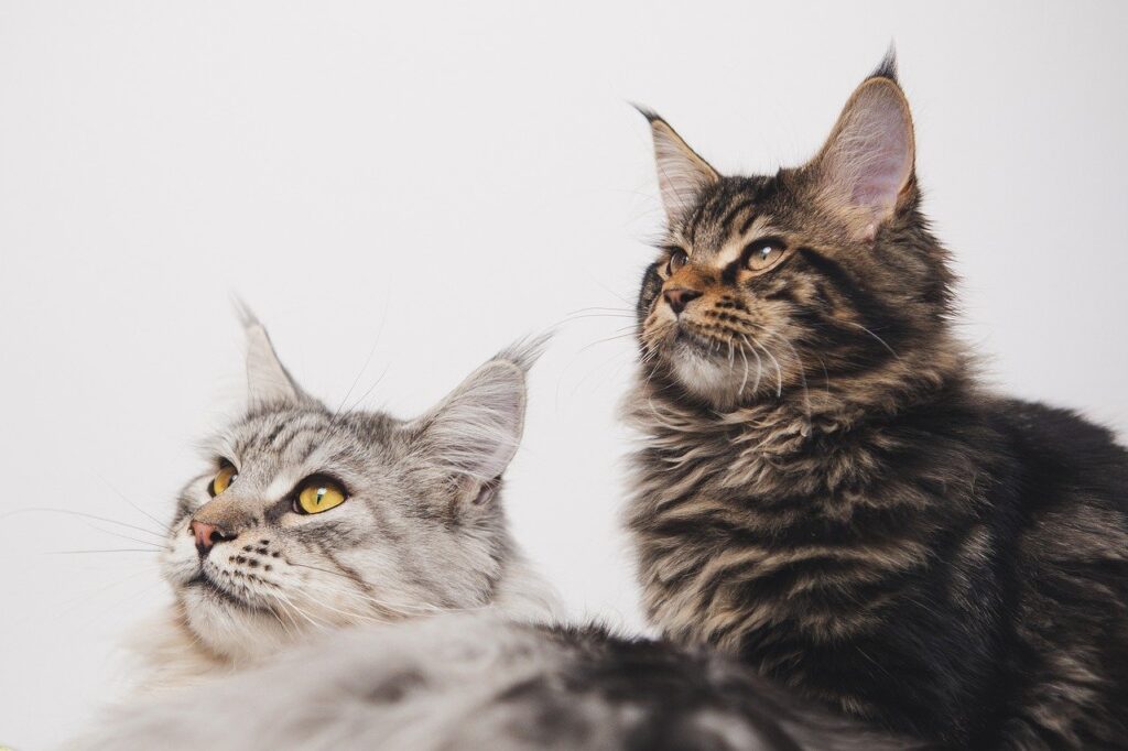 razas de gatos maine coon